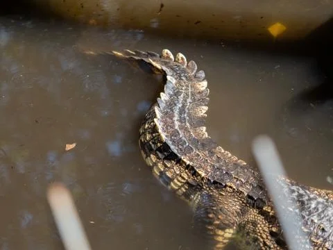 Close up Tail of Crocodile was Floating in The Swamp Photos