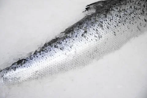 Close up of tail of fish on ice Stock Photos
