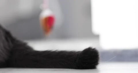 Close-up tail of gray fluffy cat Stock Footage 152027951