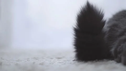 Close-up of the tail of a gray fluffy long-haired cat of British breed Stock Footage 88244453