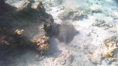 Close Up of Tailless Stingray Moving Across Coral Reef in the Red Sea Stock Footage 340060408