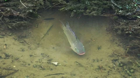 Close-up of a Taiwanese tilapia preparing a spawning pit using its mouth. Stock Footage 341819303