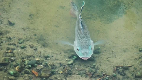 Close-up of a Taiwanese tilapia preparing a spawning pit using its mouth. Stock Footage 341822607