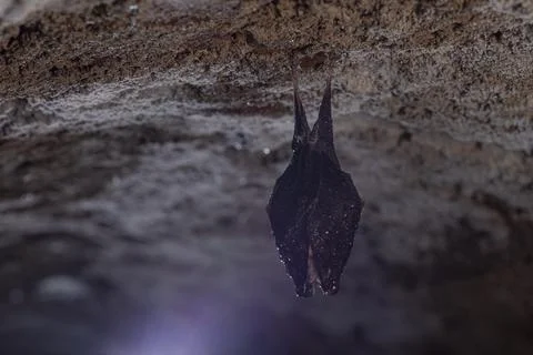 Close up take of small sleeping lesser horseshoe bat (Rhinolophus hipposide.. Foto stock