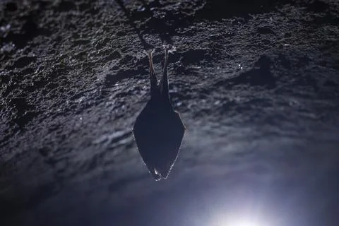 Close up take of small sleeping lesser horseshoe bat (Rhinolophus hipposide.. Foto stock
