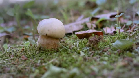 Close up of taking white boletus mushroom.  Boletus edulis. Video stock 280211497