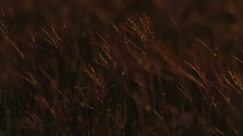 Close up of tall backlit grass during sunset in Africa. Stock Footage 252382587