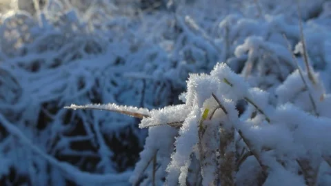 Close up of tall brown grass covered with thick white snow and ice during a Vídeos de archivo 296207898