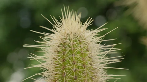 Close Up of Tall Cactus Jib Shot 4K Stock Footage 236768853