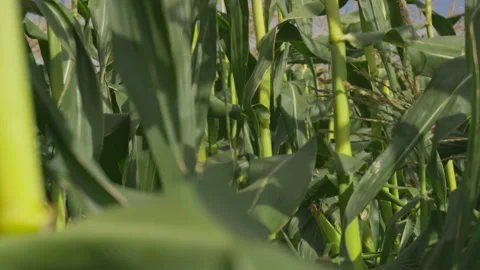 Close up of tall corn flowers growing tall into corn maze on sunny afternoon Stock Footage 208751706