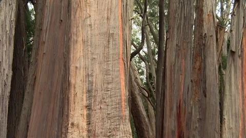Close up of tall eucalyptus tree trunks with peeling textured bark in Waikamoi Stock Footage 343745220