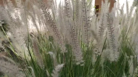 Close-up of tall, feathery grasses gently swaying in the breeze. The soft focus Stock Footage 280859873