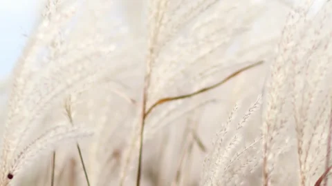 Close-up of tall Stock Footage 287754607