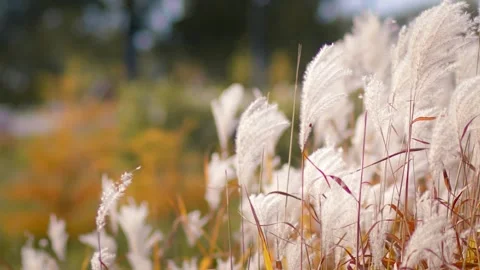 Close-up of tall Stock Footage 287754613