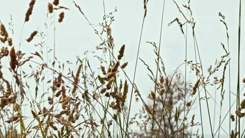 Close-up of tall grass against the sky Stock Footage 277690945