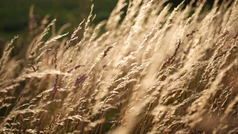 Close up tall grass backlight by Sunset, wild nature Video stock 134372095
