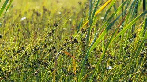 Close up of tall grass blowing in the wind. Stock Footage 53457127