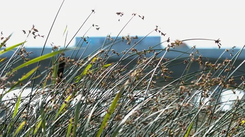 Close up of tall grass blowing in the wind with blurred motorway bridge 스톡 동영상 53457602