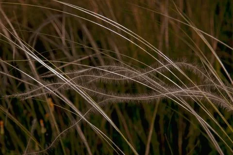 Close up of tall grass blowing in the wind Stock Photos