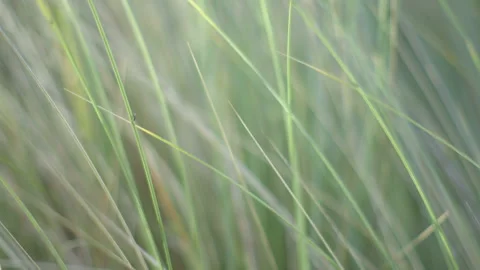 Close up of tall grass in a breeze Video stock 141055192