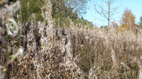 Close up of tall grass field Stock Footage 124077348
