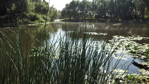 Close-up of tall grass growing by the edge of a tranquil body of water Stock Footage 284623463