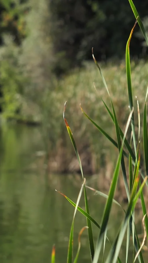 Close-up of tall grass growing by the edge of a tranquil body of water Stock Footage 341658859