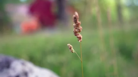 Close-Up Of Tall Grass Moving In The Wind Stock Footage 279070843