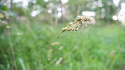 Close-Up Of Tall Grass Moving In The Wind On A Field Stock Footage 279075261