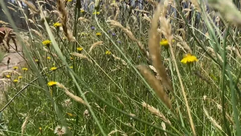 Close-up of tall grass by path brushing against camera lens 動画素材 310932234