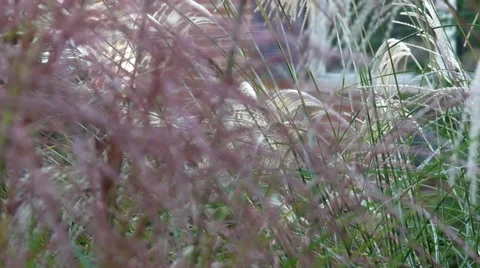 Close Up of Tall Grass Plant Video stock 60239482