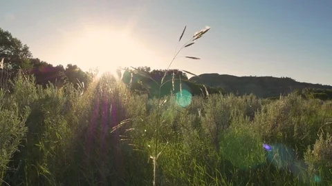 Close on tall grass in sage at sunset Stock Footage 83692300