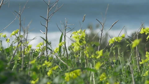 Close up of tall grass strands and flowers swaying in ocean water breeze Stock Footage 160737891