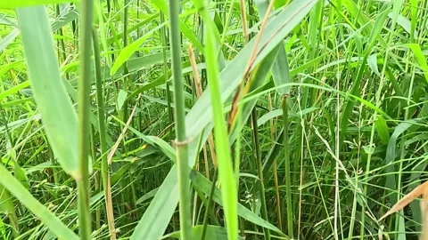 Close-up of tall grass swaying in summer breeze Stock Footage 314895829