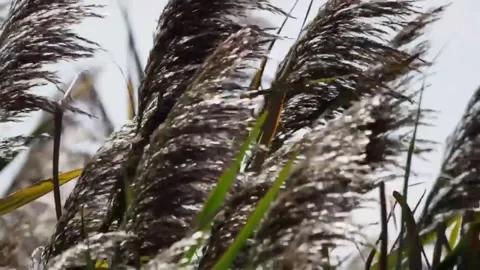 Close-up of tall grass swaying in the wind Stock Footage 341314941