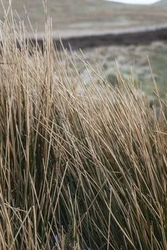 Close-Up of Tall Grass in a Windswept Field Stock Photos