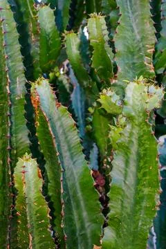 Close-up of tall green cactus with sharp thorns in natural daylight Stock Photos