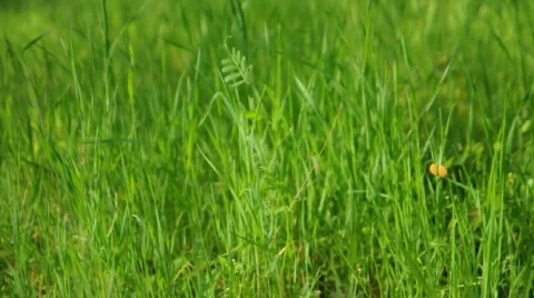 A close up of tall green grass moving in the breeze Stock Footage