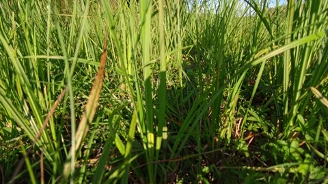 Close-Up Tall Green Grass Swaying in Summer Meadow with Crickets Stock Footage 342519587