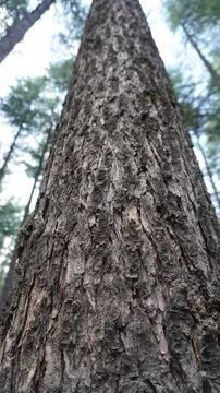 Close-up of a tall pine tree trunk with dark brown, textured bark, rough. Stock Photos