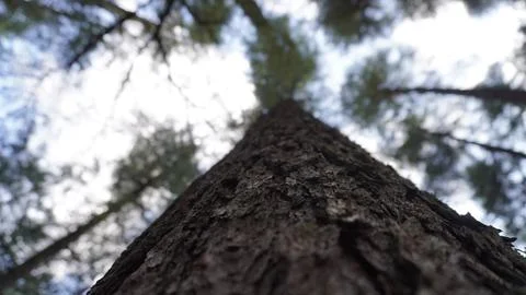 Close-up of a tall pine tree trunk, textured bark against soft-focus sky. Stock Photos