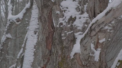 Close up of tall snow covered tree 01 Stock Footage 100878452