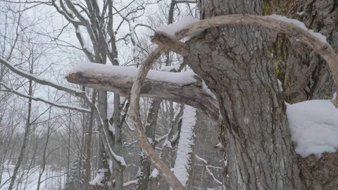 Close up of tall snow covered tree 03 Stock Footage 100878598