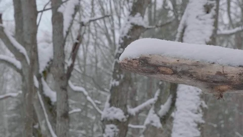 Close up of tall snow covered tree 02 Video stock 100878619