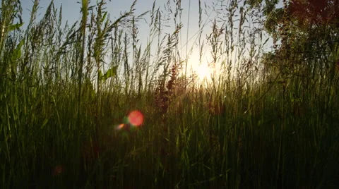 CLOSE UP: Tall spring grass growing on meadow field and swinging in the wind Stock Footage 67503329