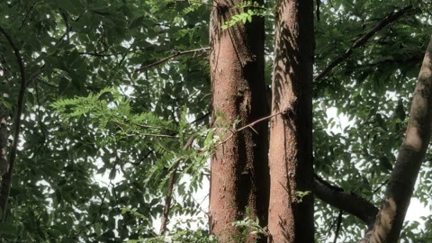  Close-up of tall tree trunks and dense green forest canopy Stock Footage 337571753