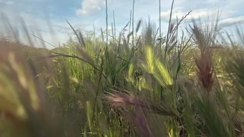 Close up of tall wild grass and purple spikes swaying in the wind, 4K slow m Stock Footage 337410422