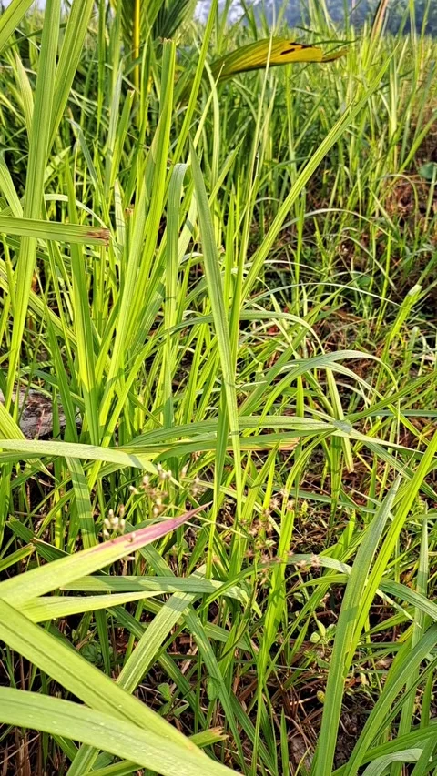 Close up of Tall Wild Grass in a Field Stock Footage 331416726