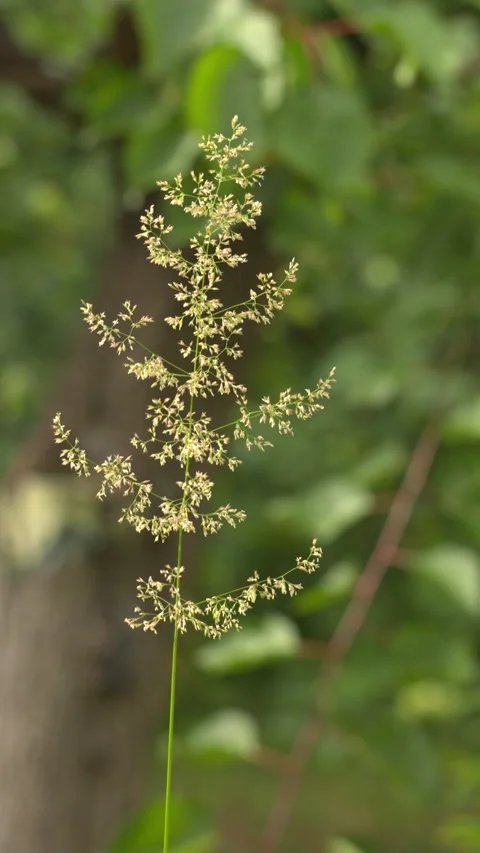Close up of a tall wild grass stalk swaying gently in a summer meadow Stock Footage 339919982