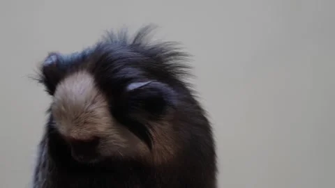 Close up of Tamarin primate. Stock Footage 263563068